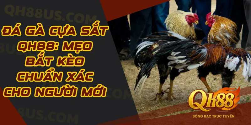 Đá gà cựa sắt Qh88